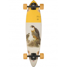 Pintail - Pintail -