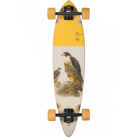 Pintail  - 